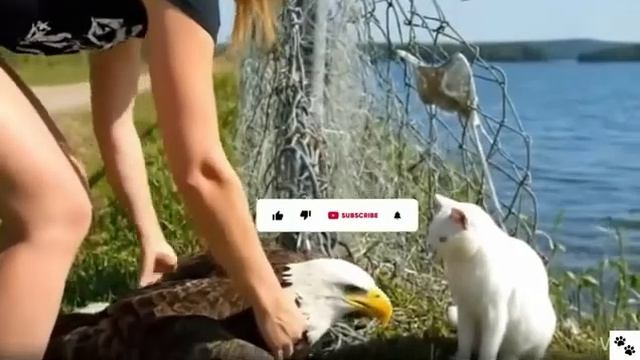 Белоголовый орлан застрял в сетке забора. Кот спас его. смотреть онлайн