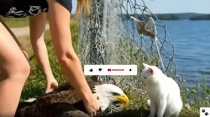 Белоголовый орлан застрял в сетке забора. Кот спас его.