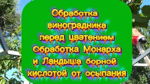 Обработка виноградника перед цветением. Обработка Монарха и Ландыша борной кислотой
