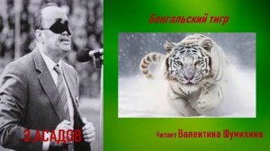 Э. Асадов « Бенгальский тигр». Читает Валентина Шумихина.
