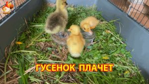 Три птенца с птичьего рынка – утята и гусёнок осваиваются в новом доме (3)