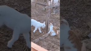 смешные забавные животные.mp4