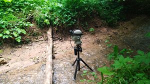Лесной ручей (часть2) • 3D Бинауральная запись (Binaural Field Recording)