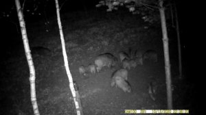 Дикий кабан 🐗 России часть 7