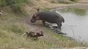 Животные, Отважно Защищающие Свои Дома