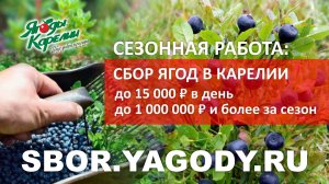 Сбор ягод в Карелии 2026