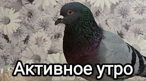 25-05-2026. Активное утро.