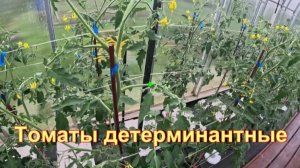 «Томаты детерминантные.»#сад#огород#дача