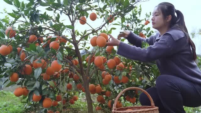 Мэймэй собирает апельсины в собственном саду. Самодостаточная жизнь – это потрясающе!