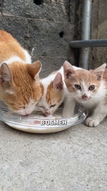 ЧТОБЫ ЖИТЬ ЗДЕСЬ, НУЖНО ПРОСТО ЗАБОТИТЬСЯ О КОШКАХ!