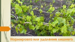В чем заключается нормировка или удаление побегов. Для чего это нужно делать на винограде!?