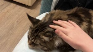 Вот так я обращаюсь с котом :) рОфл