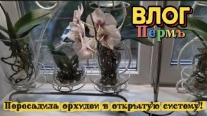 ВЛОГ «Пересадила орхидеи в открытую систему!)😊🌹