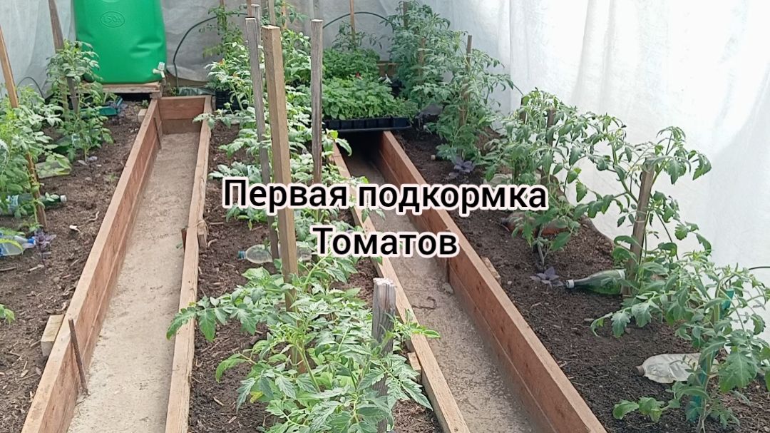 ПЕРВАЯ ПОДКОРМКА ТОМАТОВ 🍅 после пересадки в теплицу.25.05.26г