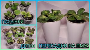 Пасынки фиалок. Пересадки деток. Пересадка на ПМЖ.