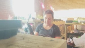 Хотела всё бросить, но купила саженец винограда
