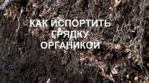 Как нельзя использовать органику в грядке.
