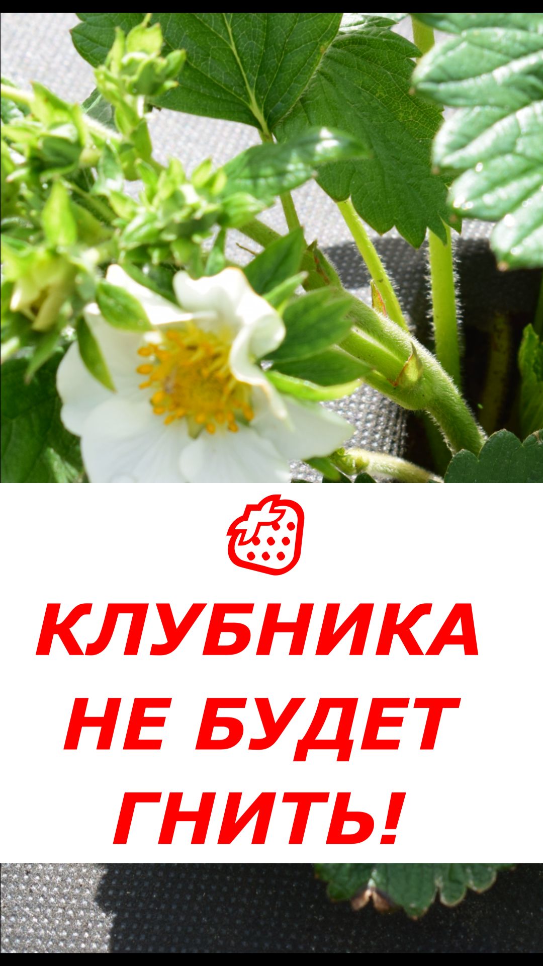 Клубника БОЛЬШЕ НЕ СГНИЕТ! Защита во время цветения