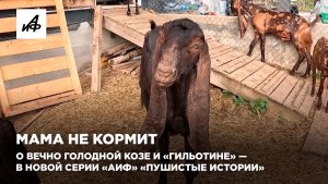 Мама не кормит. О вечно голодной козе и «гильотине» — в новой серии «АиФ» «Пушистые истории»