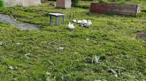 Зелень для кур 🐔🐓 Пасу гусей 🪿 уток 🦆