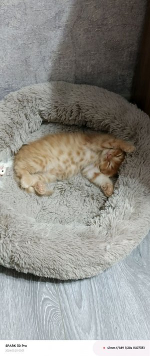 котииииикиии