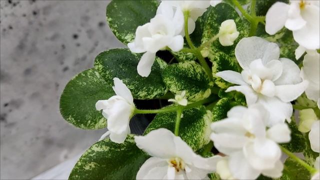 Фиалка Scales White смотреть онлайн