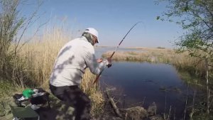 Ловля ОГРОМНЫХ КАРПОВ прямо под ногами! Рыбалка на простую удочку