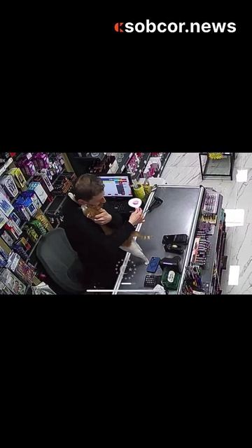 Турецкий  кот частенько приходит в один и тот же магазин, чтобы пообниматься с кассиром