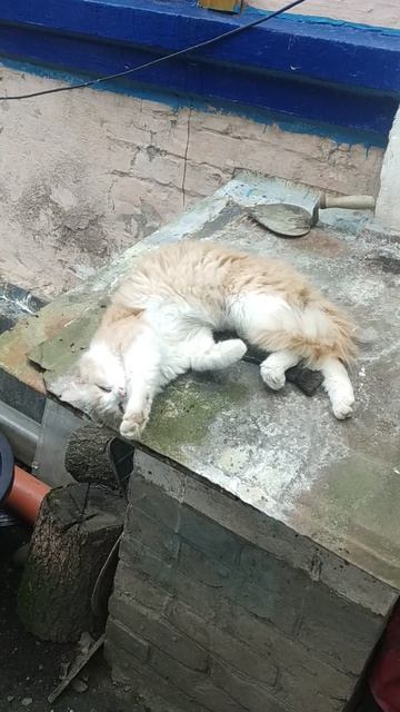 Перси говорит привет