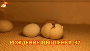 Вылупление цыпленка из яйца в инкубаторе версия 37