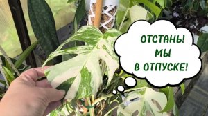 БОЛЬШОЙ ПЕРЕЕЗД РАСТЕНИЙ. ПУСТО БЕЗ НИХ... ЦВЕТОЧНАЯ 2.0  25-05-2026