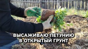 ВЫСАДИЛ ПЕТУНИЮ В ОТКРЫТЫЙ ГРУНТ. СИБИРЬ