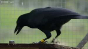 Are crows the ultimate problem solvers? - Inside the Animal Mind: Episode 2 - BBC