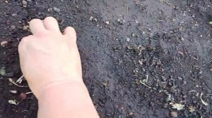 Сажаю огурчики