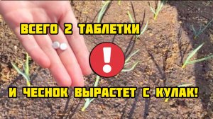 Всего 2 таблетки на ведро воды и чеснок вырастет с кулак!