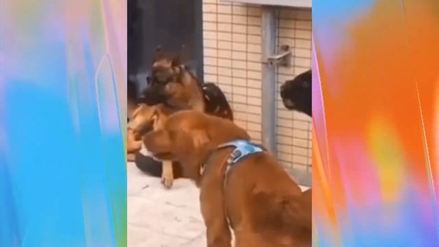 Удивительные животные !!!!
