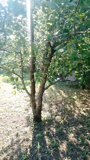 Участок СНТ Симиренко смотреть онлайн