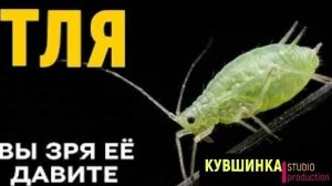 Тля самое недооцененное существо