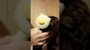 Вычёсываем   котика  😽