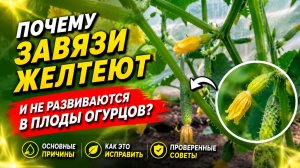 ПОЧЕМУ НА ОГУРЦАХ НЕ ВЯЖУТСЯ ОГУРЧИКИ?