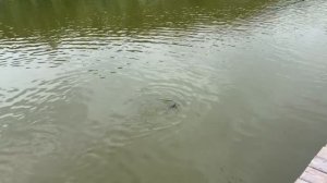 1000151111.mp4
