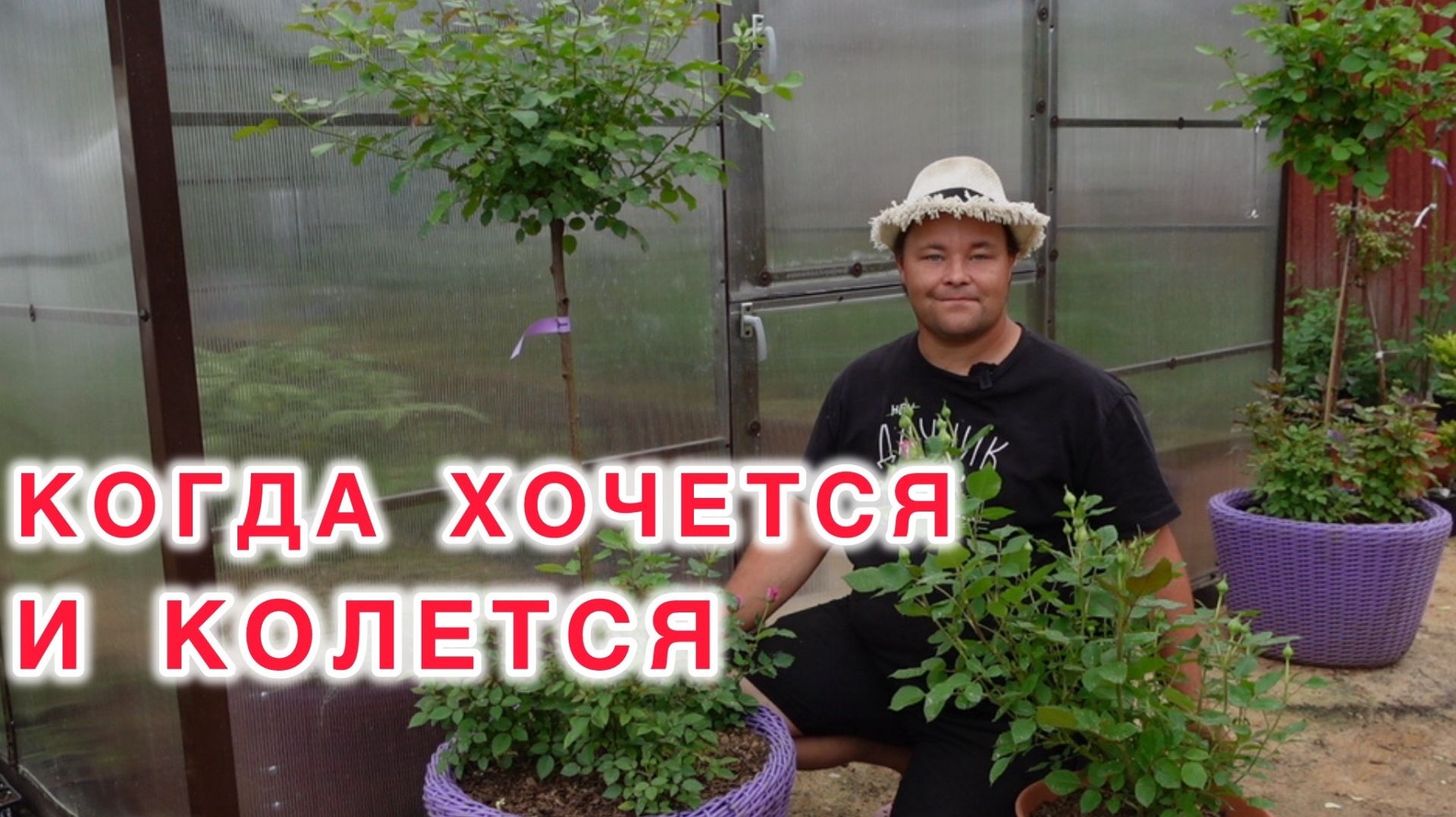 Секреты штамбовых роз в горшке - как выращивать и сохранять зимой.