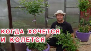 Секреты штамбовых роз в горшке - как выращивать и сохранять зимой.
