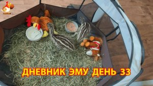 Дневник страусят Эму день 33