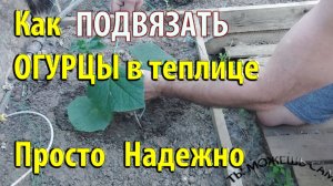 Как подвязать ОГУРЦЫ в теплице. Самый простой и НАДЕЖНЫЙ способ