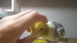 в этом видео я рассказываю о своём попугае
