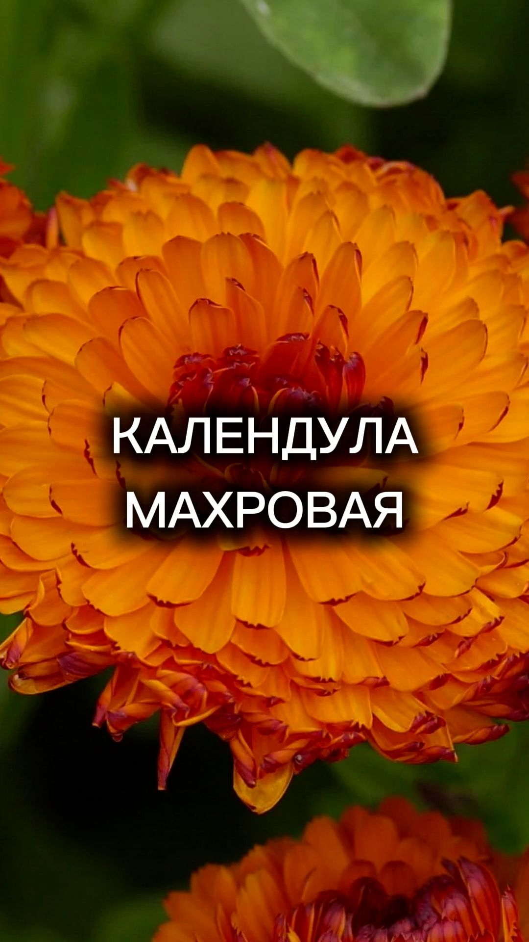 Неприхотливое, а главное ПОЛЕЗНОЕ РАСТЕНИЕ для вашего сада!
