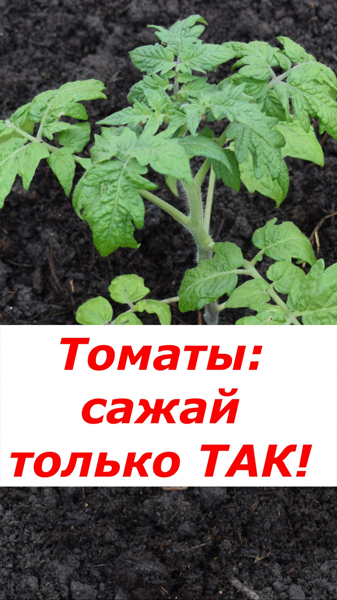 Садишь в грязь — будешь князь! Секрет посадки томатов в ОГ 🔥