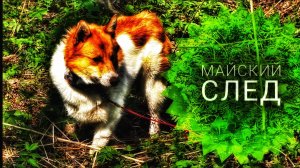 Майский след