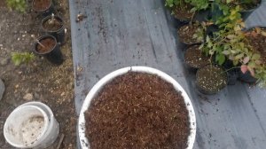 Плановая пересадка голубики